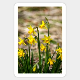 Clump of golden daffodils Sticker